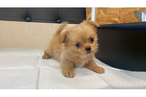 販売中の兵庫県のポメチワ:ポメラニアン×チワワ-391726の4枚目